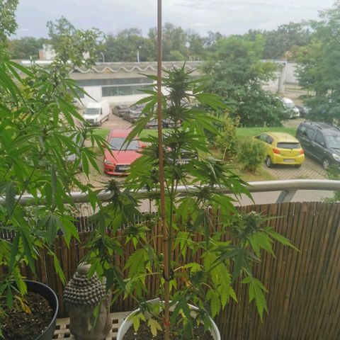 Apple fritter auto 8l growlog timeline photo