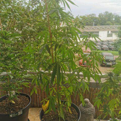 Royal Auto jack/runtz 11l growlog timeline photo
