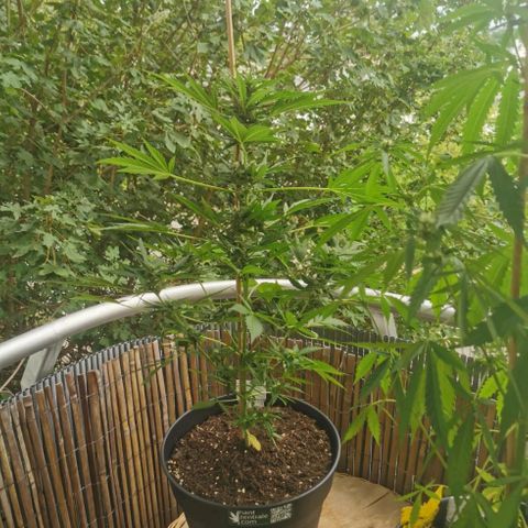 Royal Auto jack/runtz 11l growlog timeline photo