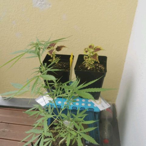 Royal runtz 3l growlog timeline photo