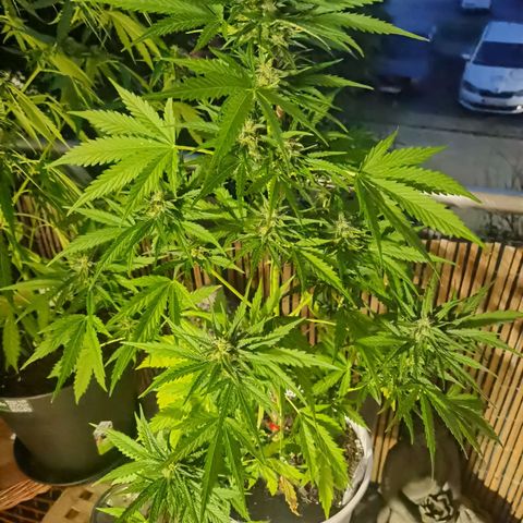 Apple fritter auto 8l growlog timeline photo
