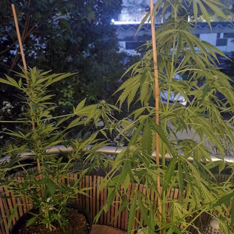 Royal Auto jack/runtz 11l growlog timeline photo