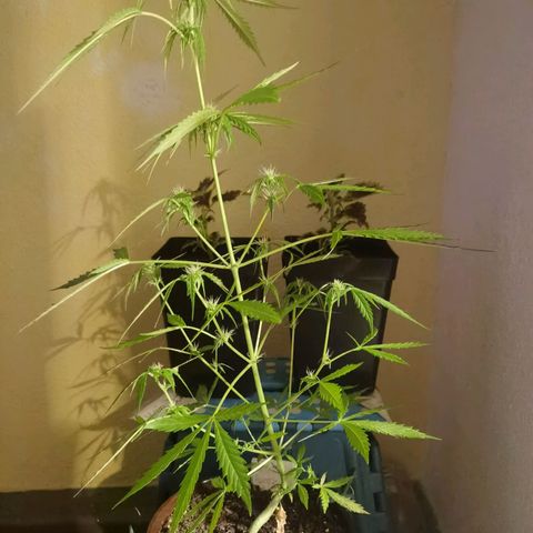 Royal runtz 3l growlog timeline photo