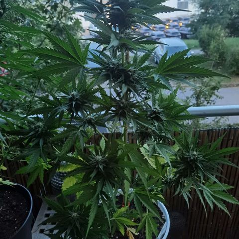 Apple fritter auto 8l growlog timeline photo