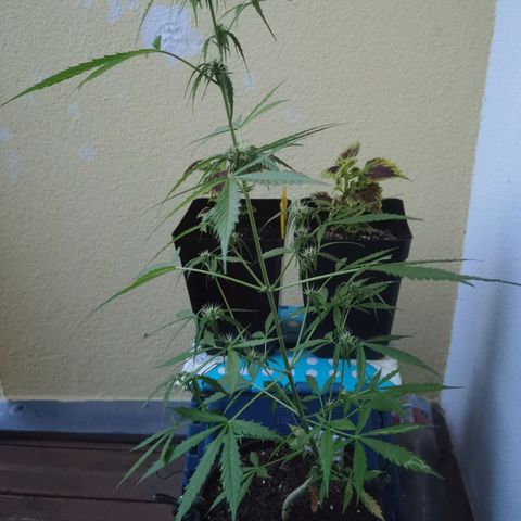 Royal runtz 3l growlog timeline photo