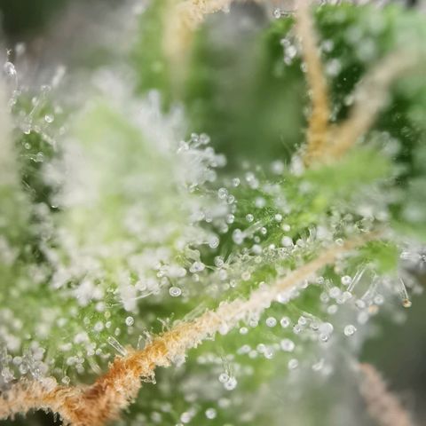 Royal Auto jack/runtz 11l growlog photo: Jack 