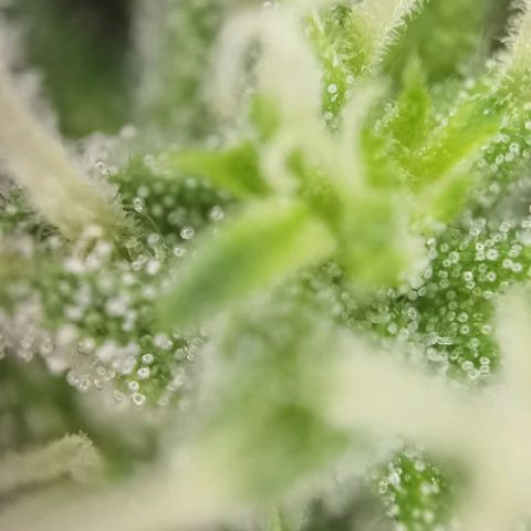Apple fritter auto 8l growlog timeline photo