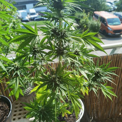 Apple fritter auto 8l growlog timeline photo