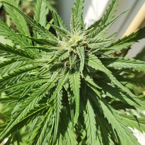 Apple fritter auto 8l growlog timeline photo