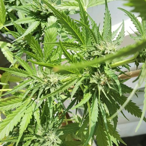 Apple fritter auto 8l growlog timeline photo
