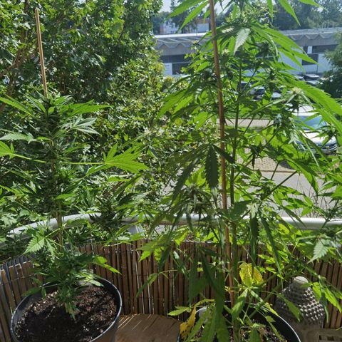 Royal Auto jack/runtz 11l growlog timeline photo