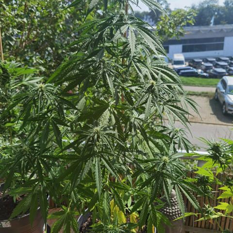 Royal Auto jack/runtz 11l growlog timeline photo