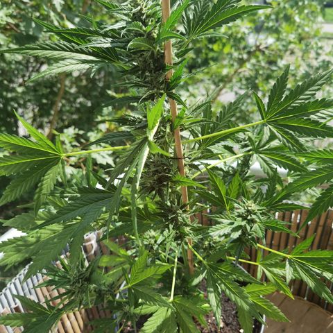 Royal Auto jack/runtz 11l growlog timeline photo