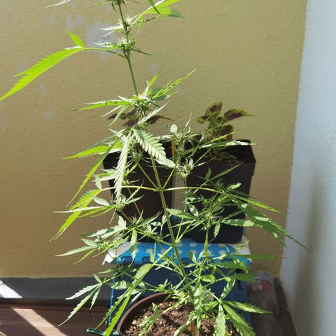 Royal runtz 3l growlog timeline photo