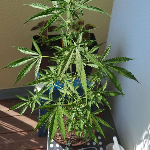 Royal runtz 3l growlog timeline photo