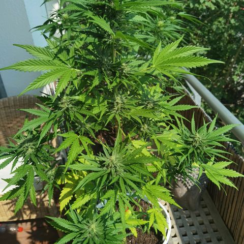 Apple fritter auto 8l growlog timeline photo