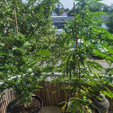 Royal Auto jack/runtz 11l growlog timeline photo