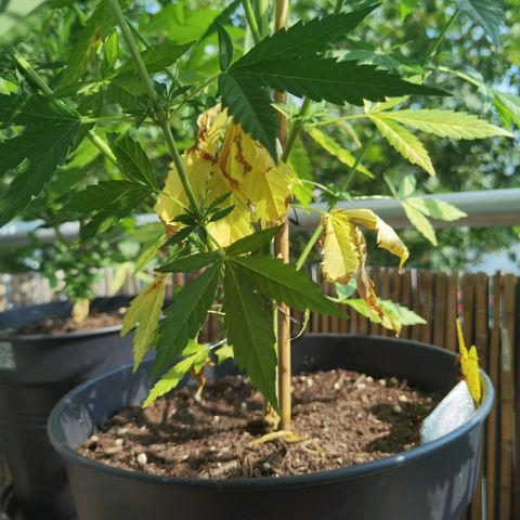 Royal Auto jack/runtz 11l growlog photo: Runtz