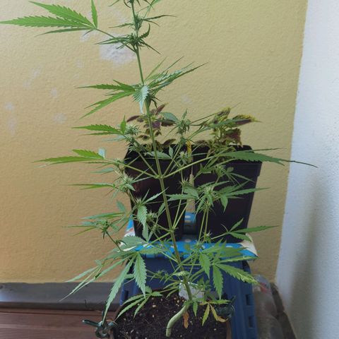 Royal runtz 3l growlog timeline photo