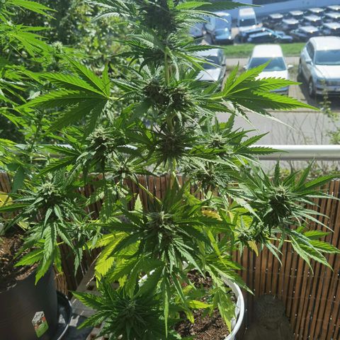 Apple fritter auto 8l growlog timeline photo