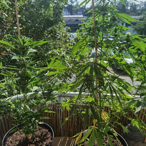 Royal Auto jack/runtz 11l growlog timeline photo