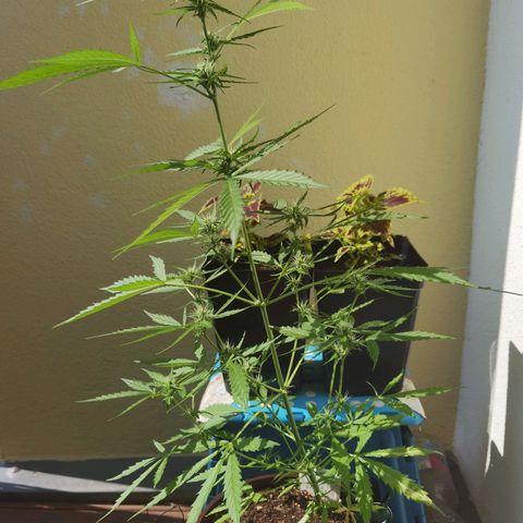 Royal runtz 3l growlog timeline photo