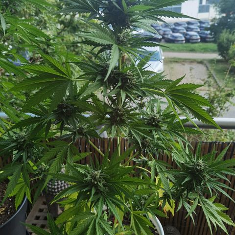 Apple fritter auto 8l growlog timeline photo