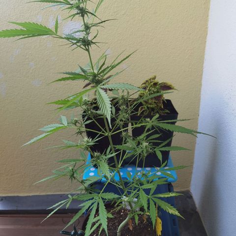 Royal runtz 3l growlog timeline photo