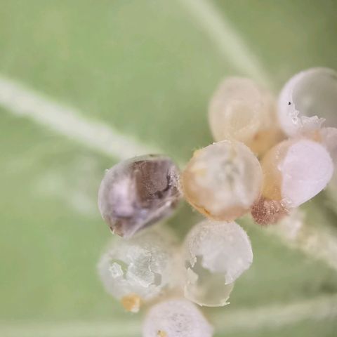Apple fritter auto 8l growlog photo: Kleine Eier auf der Blatt Unterseite gefunden. 