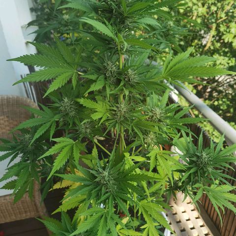 Apple fritter auto 8l growlog timeline photo