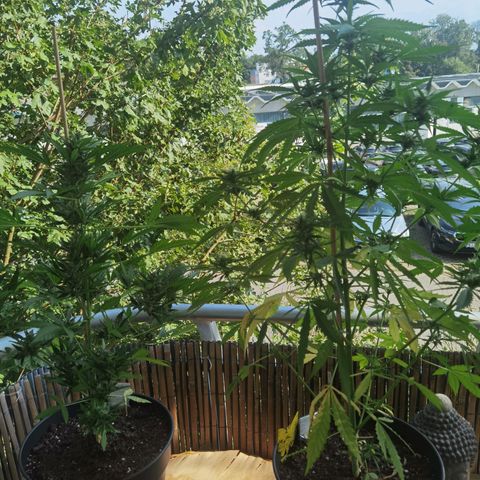 Royal Auto jack/runtz 11l growlog timeline photo