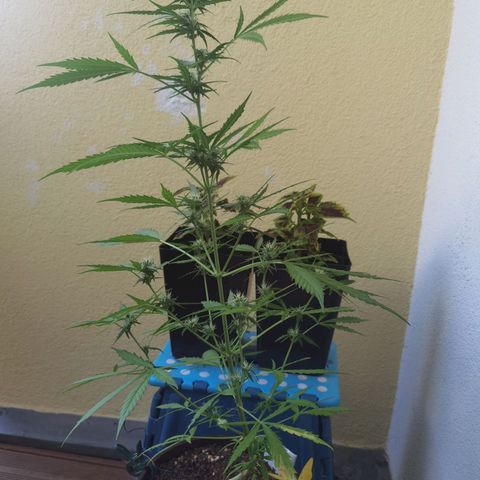 Royal runtz 3l growlog timeline photo
