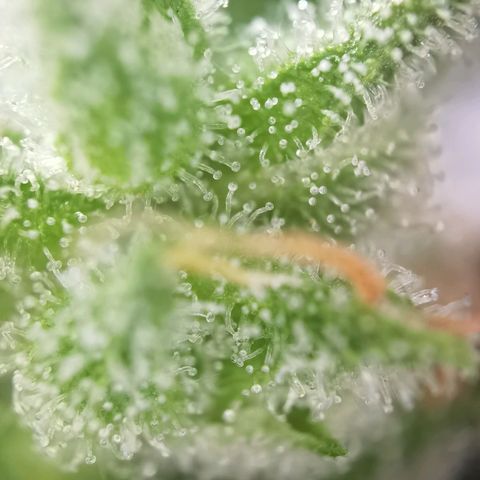 Royal Auto jack/runtz 11l growlog photo: Jack 