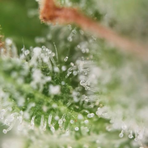 Royal Auto jack/runtz 11l growlog photo: Jack 