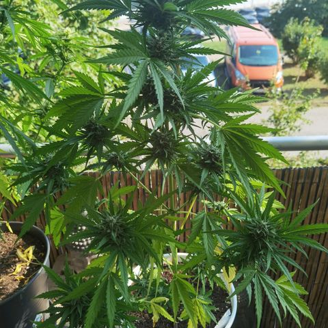 Apple fritter auto 8l growlog timeline photo
