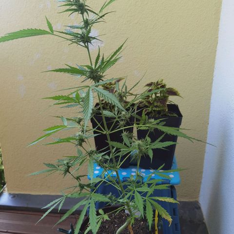 Royal runtz 3l growlog timeline photo