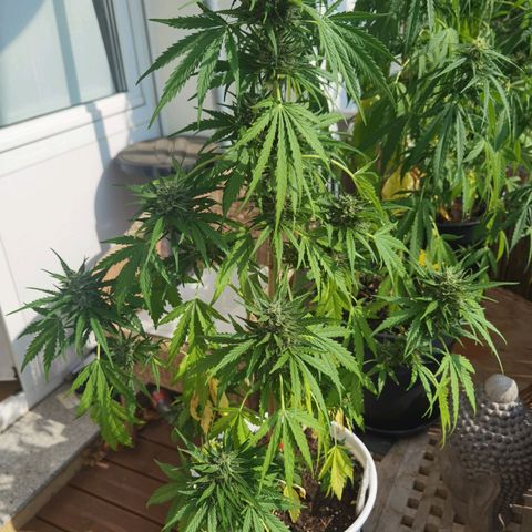 Apple fritter auto 8l growlog timeline photo