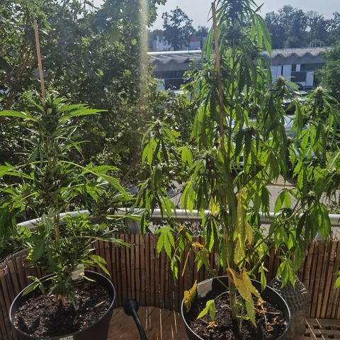 Royal Auto jack/runtz 11l growlog timeline photo