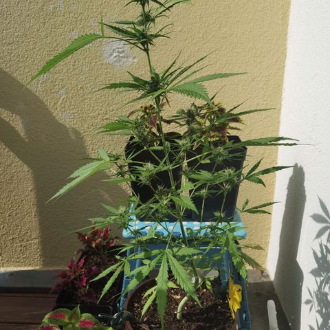 Royal runtz 3l growlog timeline photo