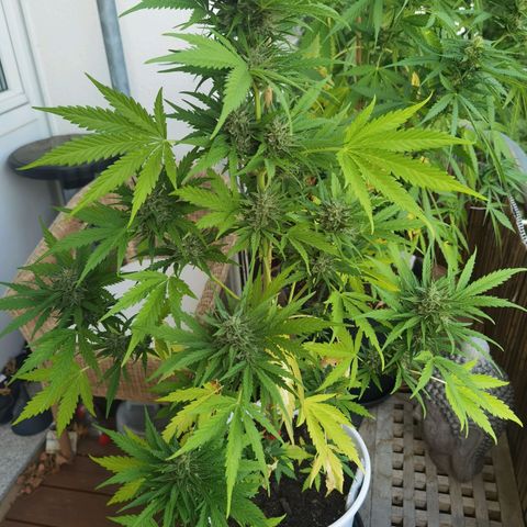 Apple fritter auto 8l growlog timeline photo