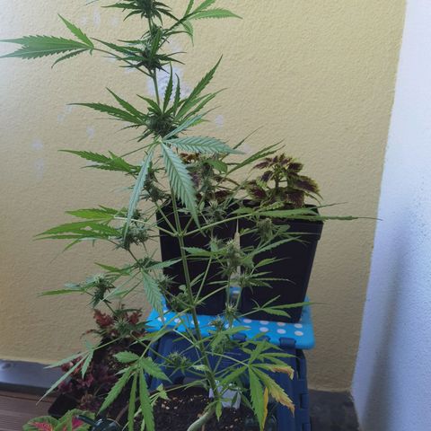Royal runtz 3l growlog timeline photo