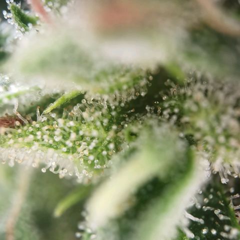 Apple fritter auto 8l growlog timeline photo