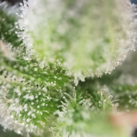 Royal Auto jack/runtz 11l growlog photo: Jack 