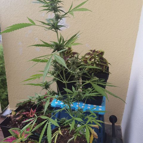 Royal runtz 3l growlog timeline photo
