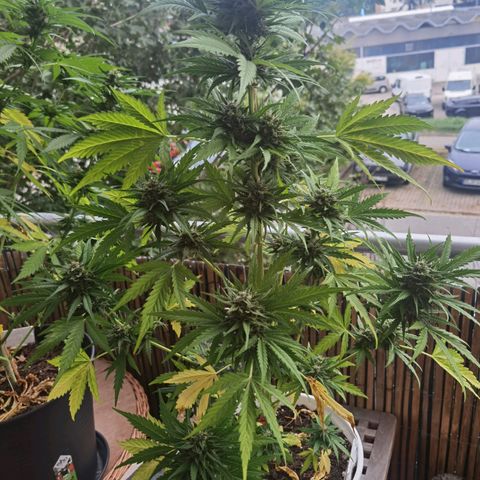 Apple fritter auto 8l growlog timeline photo