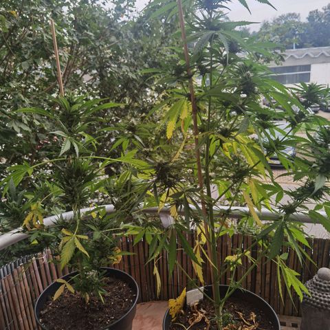 Royal Auto jack/runtz 11l growlog timeline photo