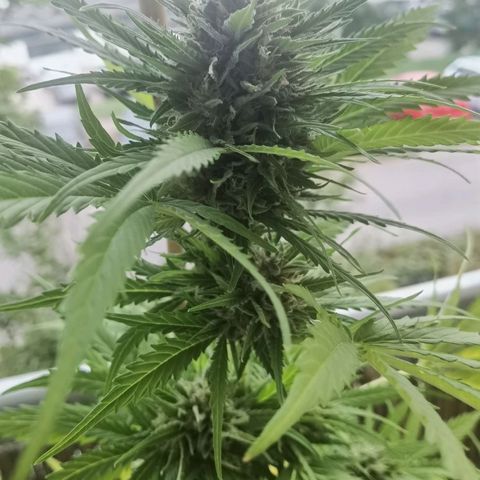 Apple fritter auto 8l growlog timeline photo