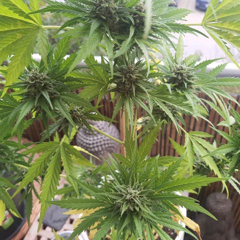 Apple fritter auto 8l growlog timeline photo
