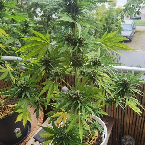 Apple fritter auto 8l growlog timeline photo