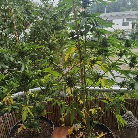 Royal Auto jack/runtz 11l growlog timeline photo